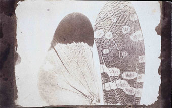 Calotype negative of Insect wings.